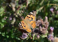 Painted Lady
Click on image to enlarge