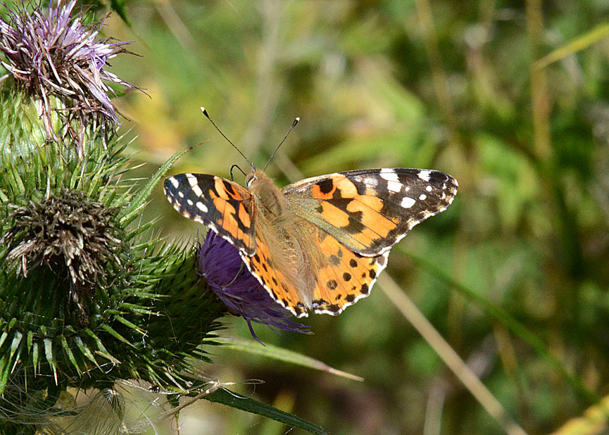 Painted Lady
Click for next photo