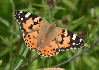 Painted Lady
Click on image to enlarge