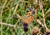 Painted Lady
Click on image to enlarge