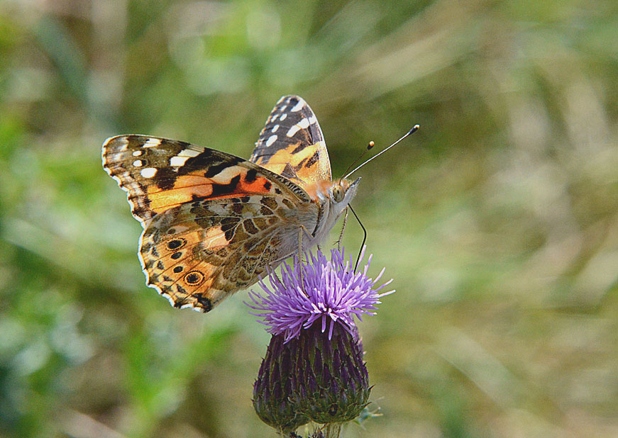 Painted Lady
Click for next photo