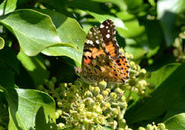 Painted Lady
Click on image to enlarge