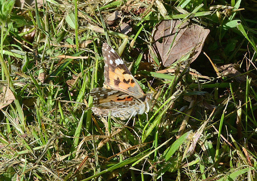 Painted Lady
Click for next photo