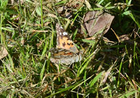 Painted Lady
Click on image to enlarge