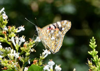 Painted Lady
Click on image to enlarge