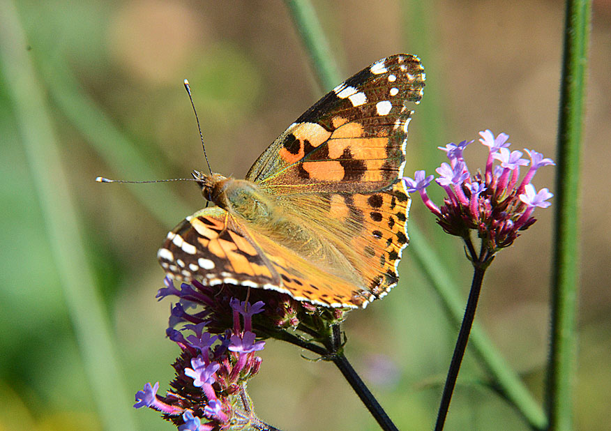 Painted Lady
Click for next photo