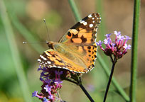 Painted Lady
Click on image to enlarge