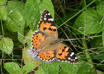 Painted Lady
Click on image to enlarge