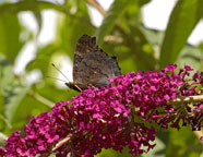 Small photograph of a Peacock 
Click on the image to enlarge