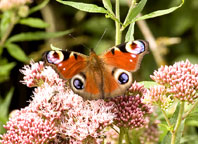 Small photograph of a Peacock 
Click on the image to enlarge