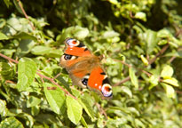 Small photograph of a Peacock 
Click on the image to enlarge