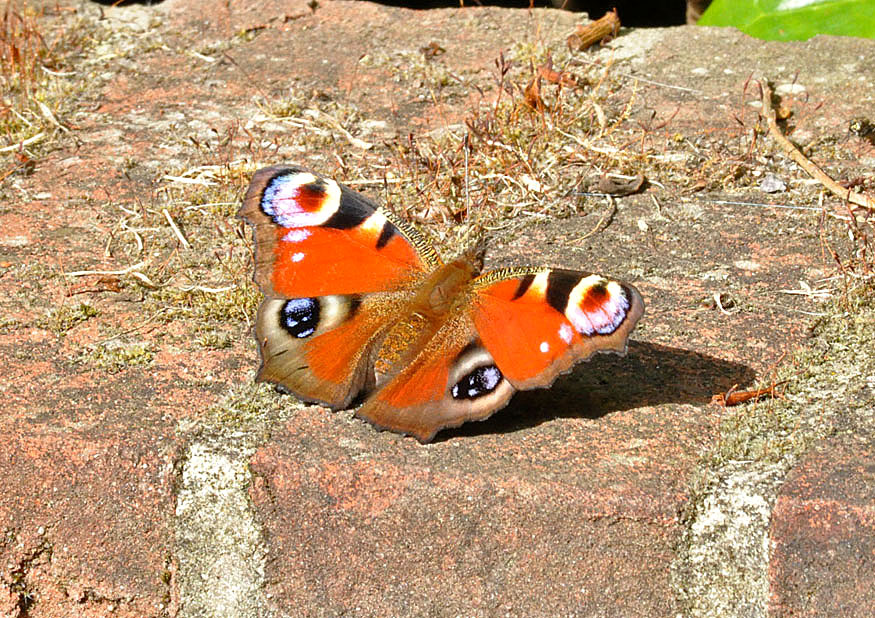 Photograph of a Peacock
Click for the next photo