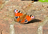 Small photograph of a Peacock 
Click on the image to enlarge