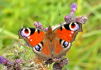 Small photograph of a Peacock 
Click on the image to enlarge