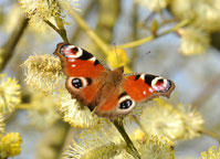 Small photograph of a Peacock 
Click on the image to enlarge