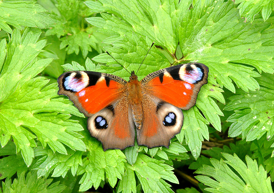 peacock
Click for next photo