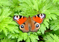 Small photograph of a Peacock 
Click on the image to enlarge