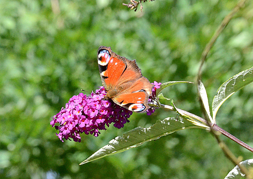 Photograph of a Peacock
Click for the next species