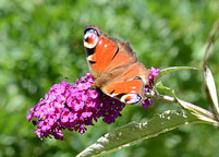 Small photograph of a Peacock 
Click on the image to enlarge