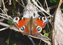 Small photograph of a Peacock 
Click on the image to enlarge