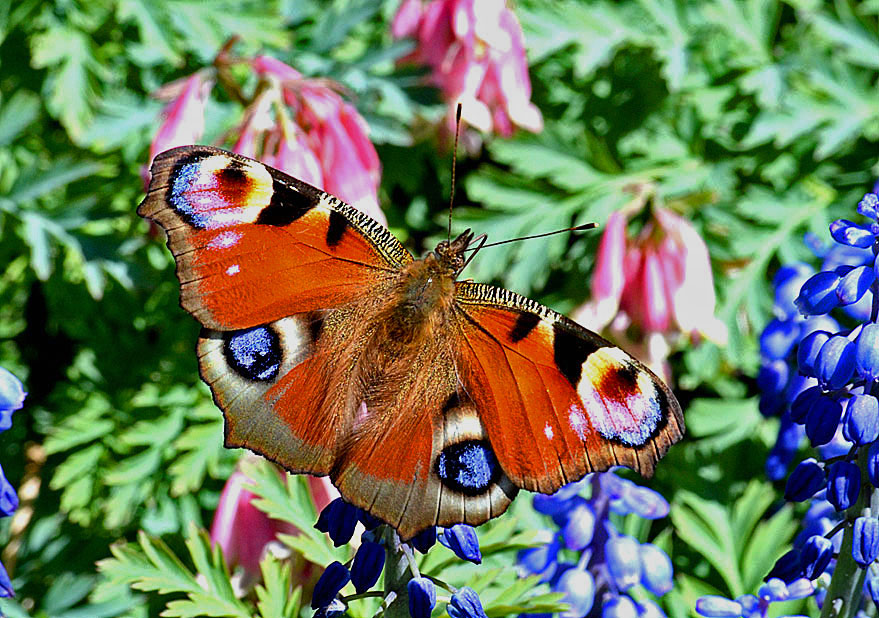 Peacock
Click for next photo