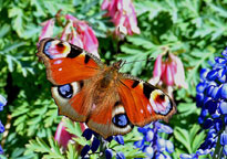 Small photograph of a Peacock 
Click on the image to enlarge