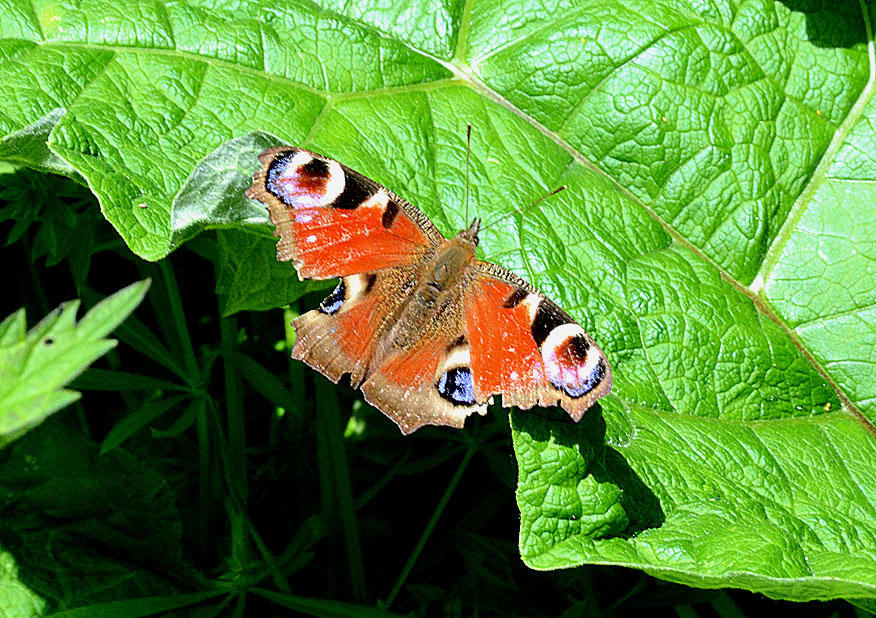 Peacock
Click for next photo