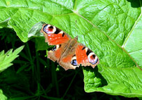 Peacock
Click on image to enlarge