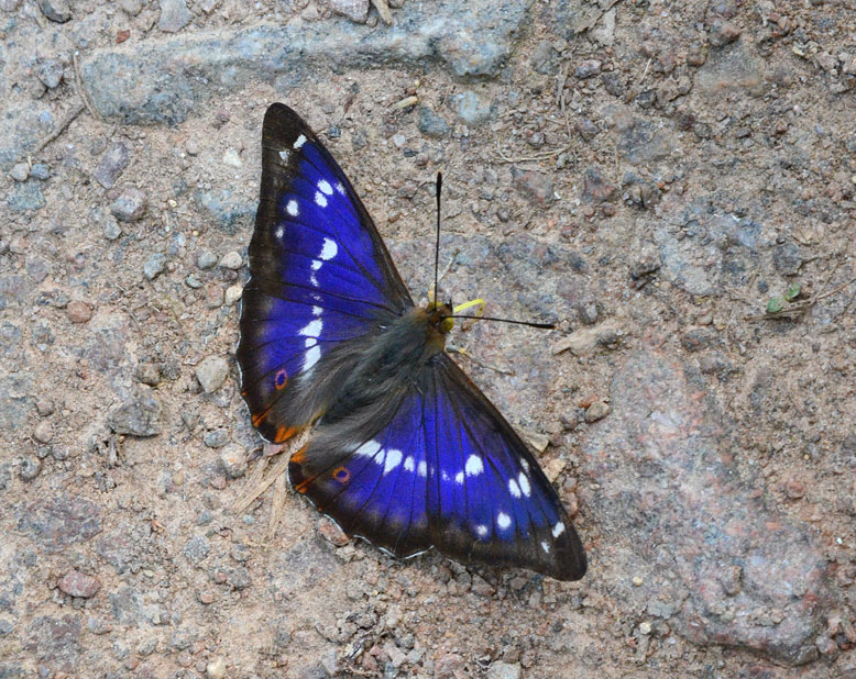 Purple Emperor
Click for next photo