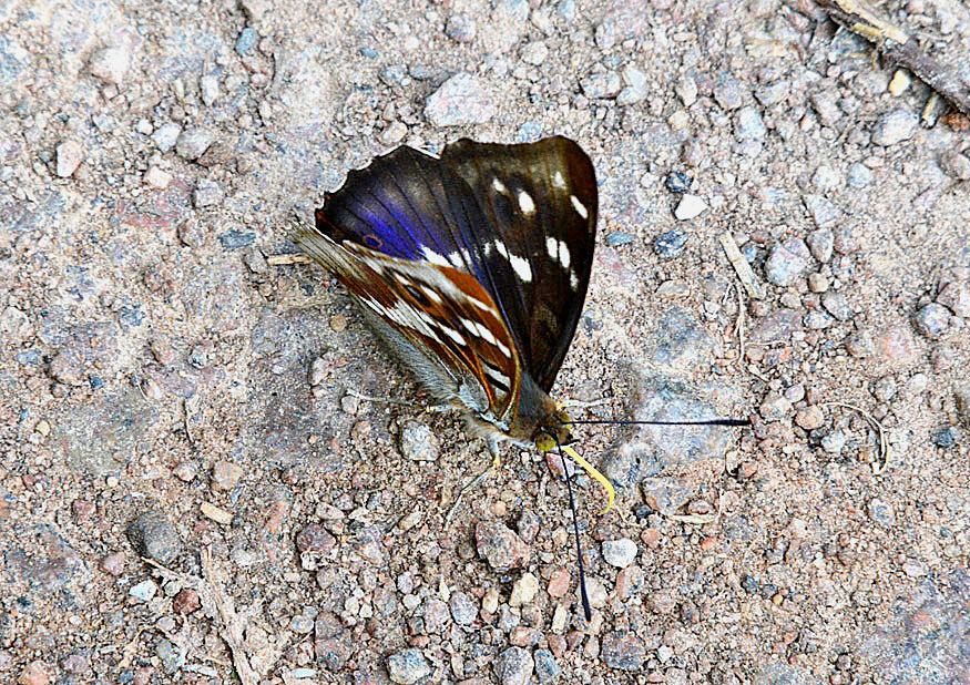 Purple Emperor
Click for next photo