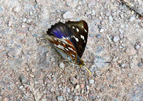 Small photo of a Purple Emperor
Click on image to enlarge