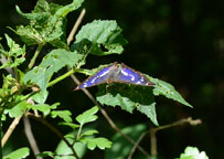 Small photo of a Purple Emperor
Click on image to enlarge