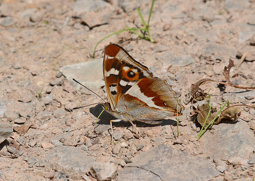 Purple Emperor
Click for next photo