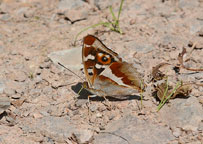 Small photo of a Purple Emperor
Click on image to enlarge