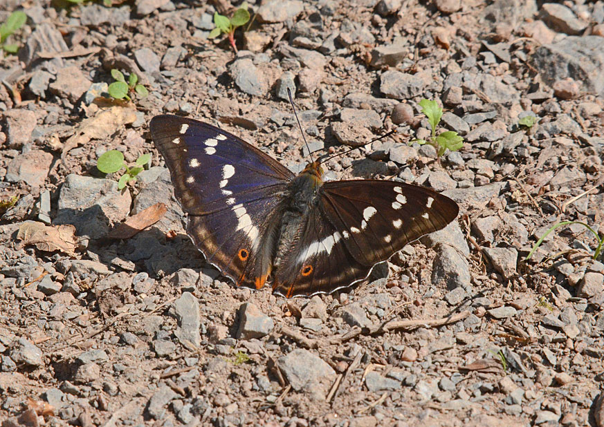 Purple Emperor
Click for next photo