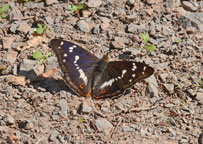 Small photo of a Purple Emperor
Click on image to enlarge