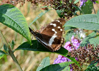 Small photo of a Purple Emperor
Click on image to enlarge