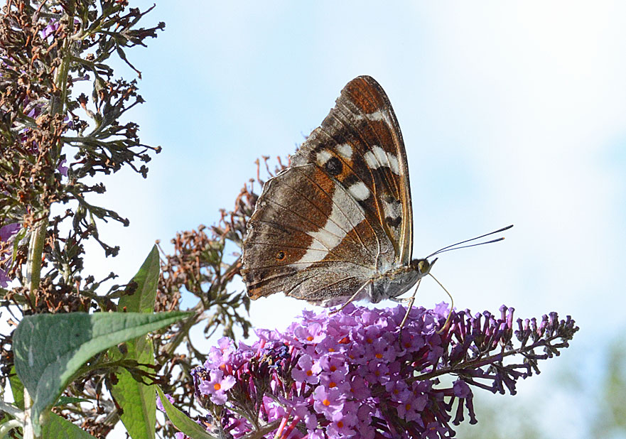 Purple Emperor
Click for next photo