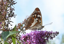 Small photo of a Purple Emperor
Click on image to enlarge