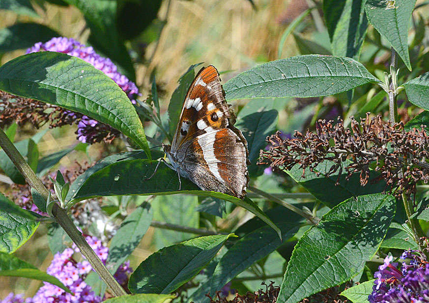 Purple Emperor
Click for next photo