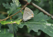 Small photograph of a Purple Hairstreak
Click on the image to enlarge