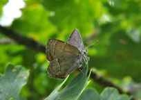 Small image of a Purple Hairstreak
Click to enlarge