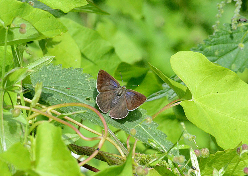 Purple Hairstreak
Click for next photo