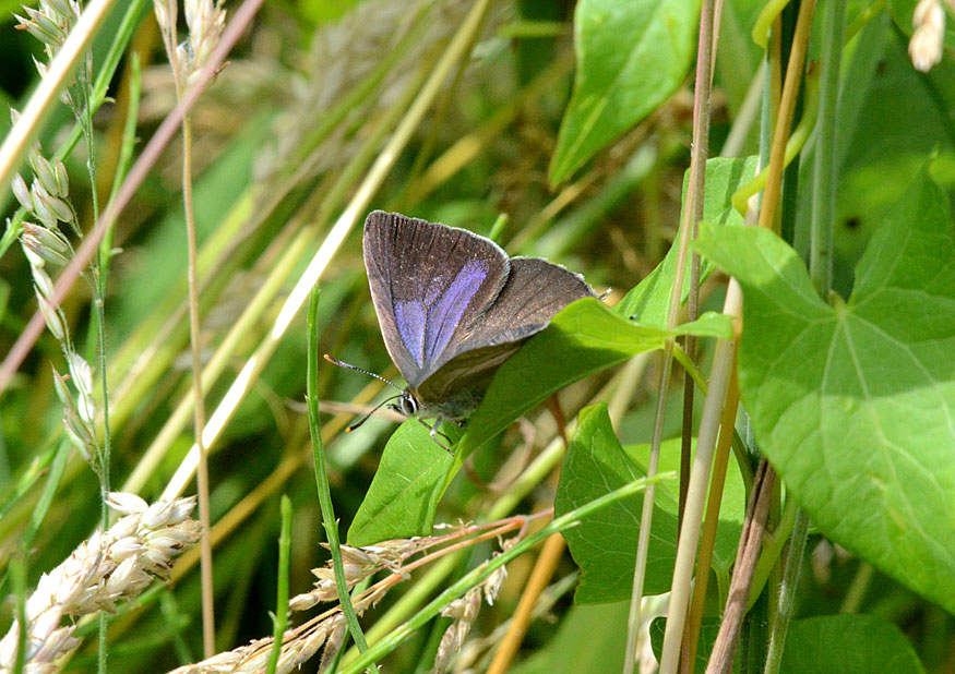 Purple Hairstreak
Click for next photo