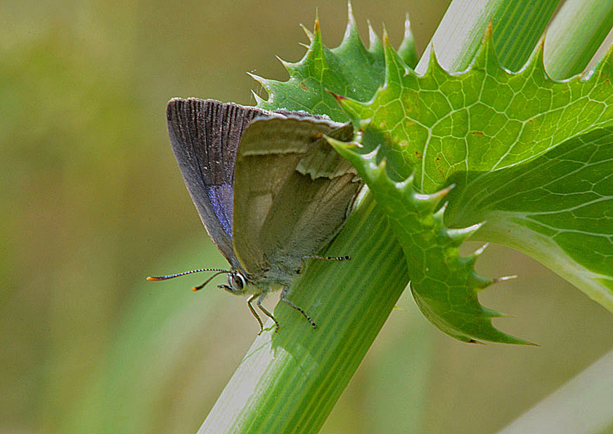 Purple Hairstreak
Click for next photo