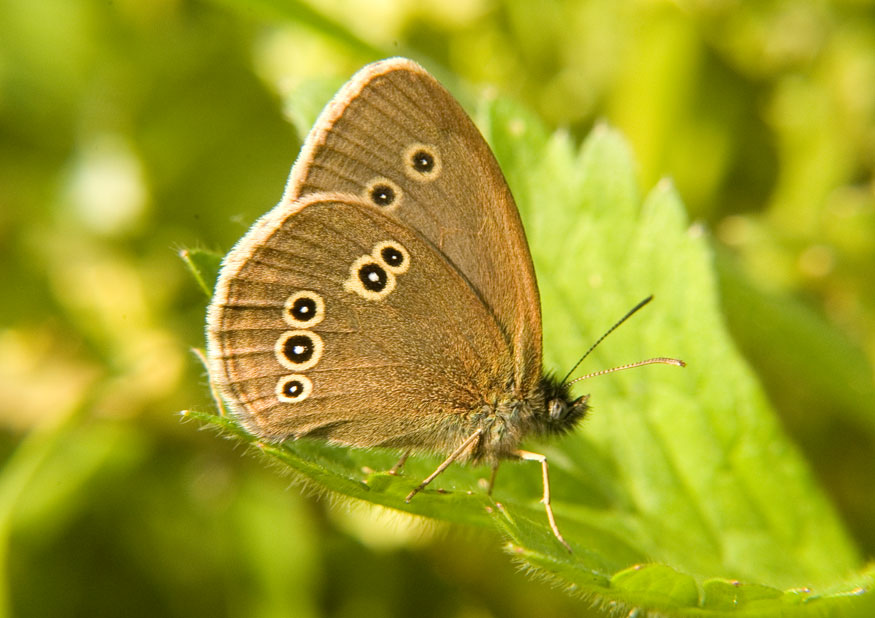 Photograph of a Ringlet
Click on the image for the next photo