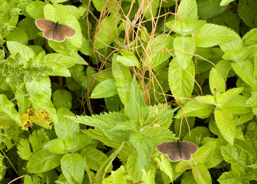 Photograph of a Ringlet
Click on the image for the next photo