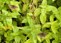 Small photograph of a Ringlet
Click on the image to enlarge