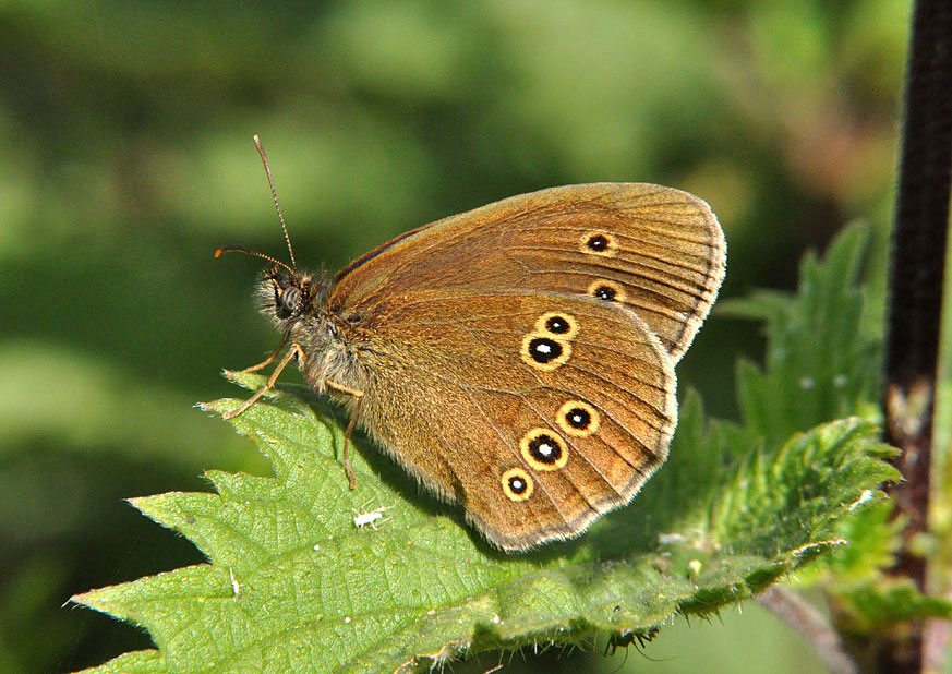 Photograph of a Ringlet
Click on the image for the next photo