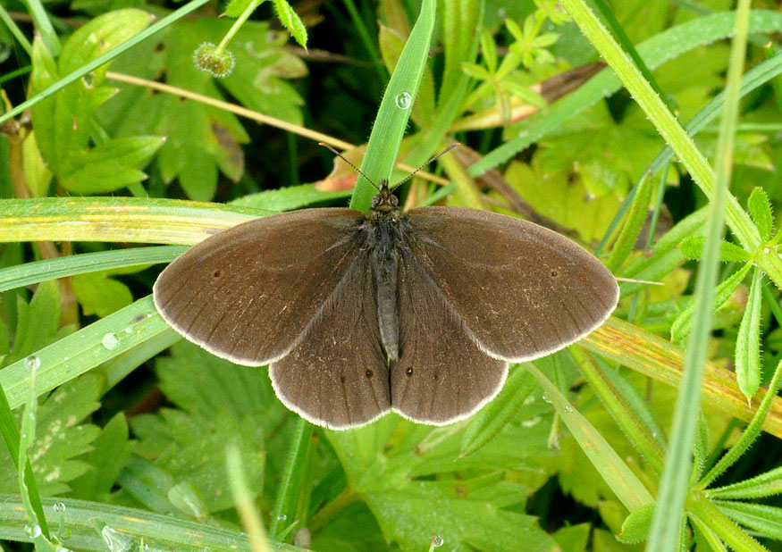 Photograph of a Ringlet
Click on the image for the next photo